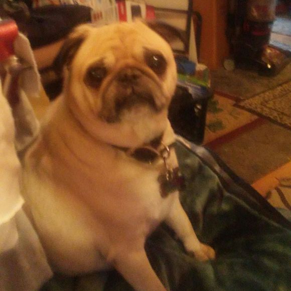 Meet your Posher, Barb - Picture 1 of 1